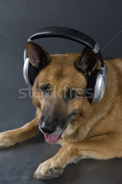 Herder hond hoofdtelefoon muziek leuk Stockfoto © imagedb