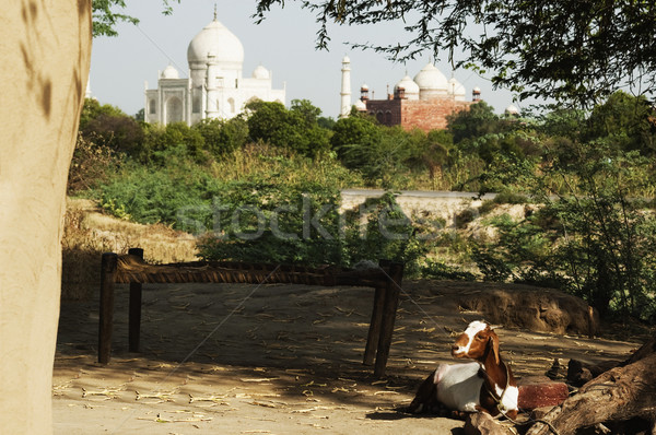 Cabra barro cabaña mausoleo Taj Mahal árbol Foto stock © imagedb