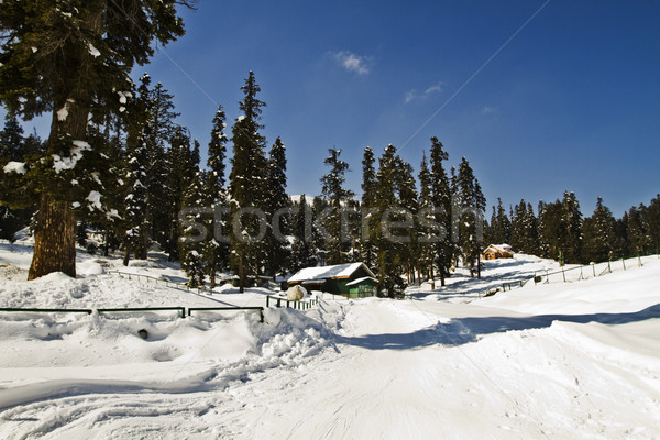 Trees on a snow covered hill, Kashmir, Jammu And Kashmir, India Stock photo © imagedb