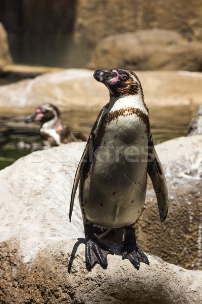 [[stock_photo]]: Zoo · Barcelone · Europe · photographie · extérieur · Espagne