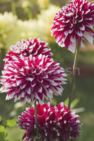 Dália · flores · jardim · flor · planta - foto stock © imagedb (#6054176) |  Stockfresh