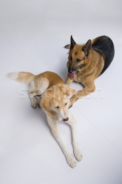 Dos perros sesión junto mascotas fondo blanco Foto stock © imagedb