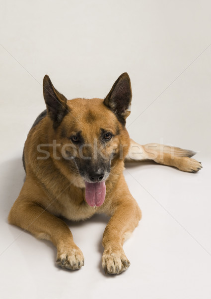 Herder hond huisdieren vergadering witte achtergrond Stockfoto © imagedb