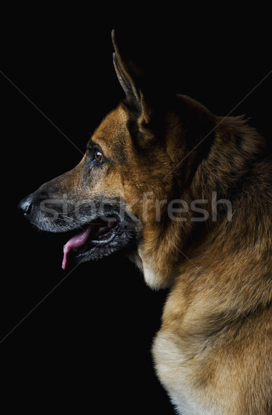 Herder hond huisdieren verticaal zoogdier Stockfoto © imagedb