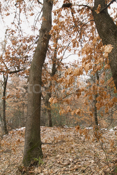 Trees in a forest, Srinagar, Jammu And Kashmir, India Stock photo © imagedb