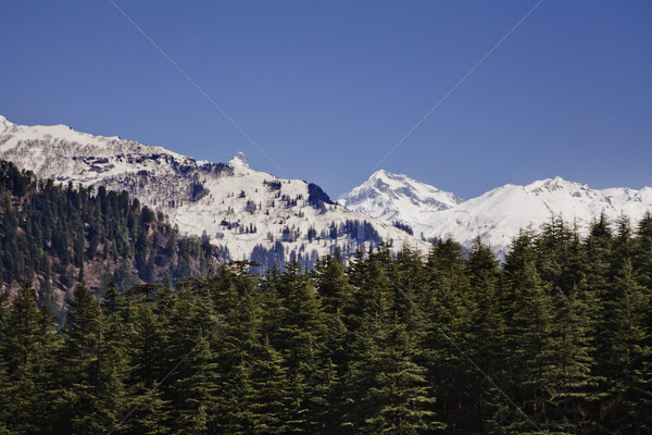 Forest with snow covered mountains in the background, Manali, Hi Stock photo © imagedb