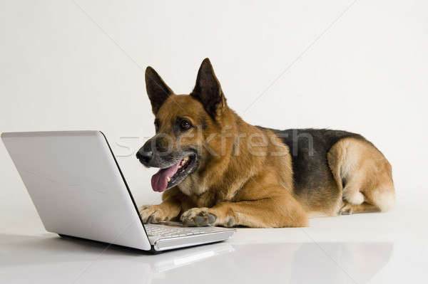 Herder hond met behulp van laptop laptop communicatie vergadering Stockfoto © imagedb