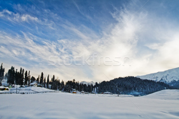 Trees on a snow covered hill, Kashmir, Jammu And Kashmir, India Stock photo © imagedb