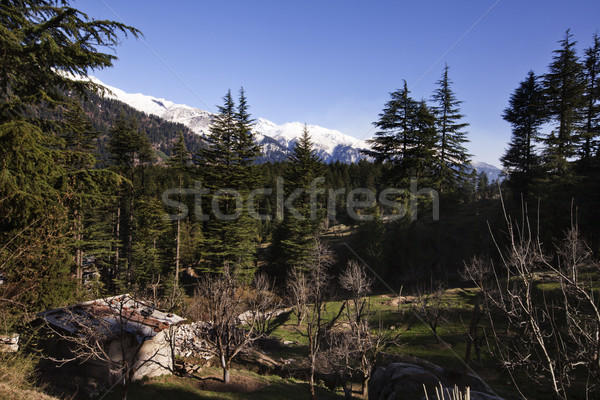 Trees in a forest with mountains in the background, Manali, Hima Stock photo © imagedb