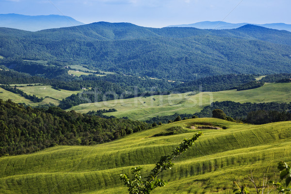 Stock photo: Trees on a landscape