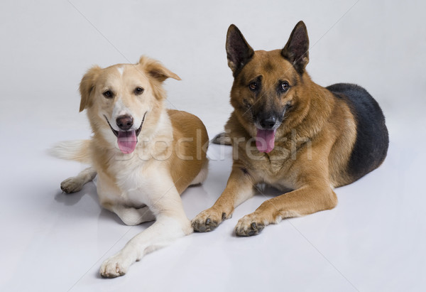 Stock foto: Zwei · Hunde · Sitzung · zusammen · Hund · Haustiere