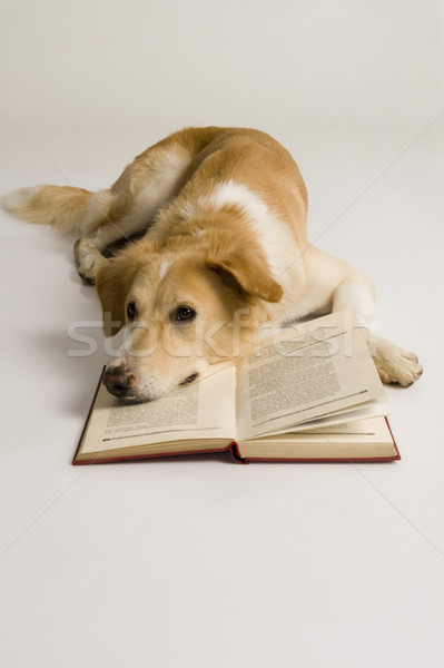 Сток-фото: собака · книга · сидят · фотографии · белом · фоне · млекопитающее