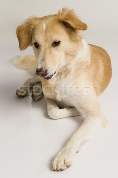 Hund Fotografie weißem Hintergrund vertikalen säugetier Stock foto © imagedb