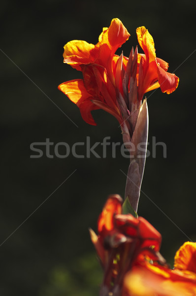 Fleur new delhi Inde orange usine Photo stock © imagedb