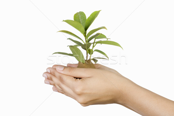 Primer plano personas mano árbol joven retrato Foto stock © imagedb
