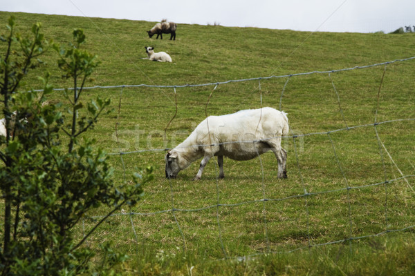 Schapen koeien heuvel park republiek Ierland Stockfoto © imagedb