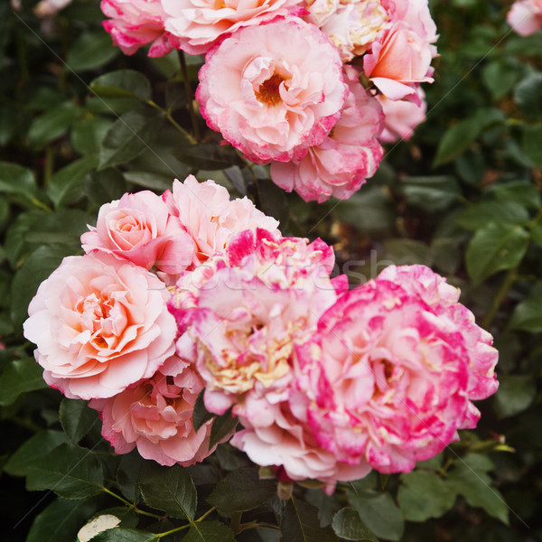 Close-up of Rose flowers Stock photo © imagedb