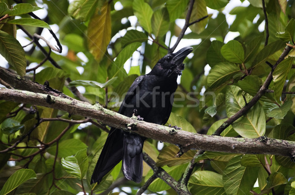 Corbeau feuille oiseau photographie extérieur Photo stock © imagedb