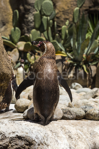állatkert Barcelona Európa fotózás kint Spanyolország Stock fotó © imagedb