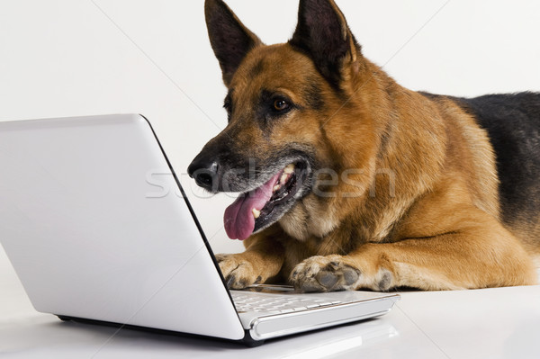 Pastore cane utilizzando il computer portatile laptop comunicazione animali Foto d'archivio © imagedb