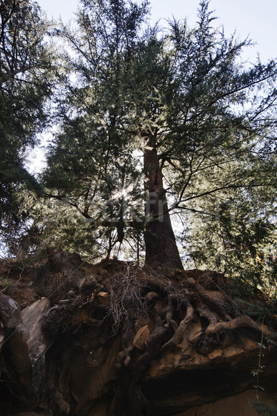 Low angle view of a tree in a forest, Manali, Himachal Pradesh,  Stock photo © imagedb