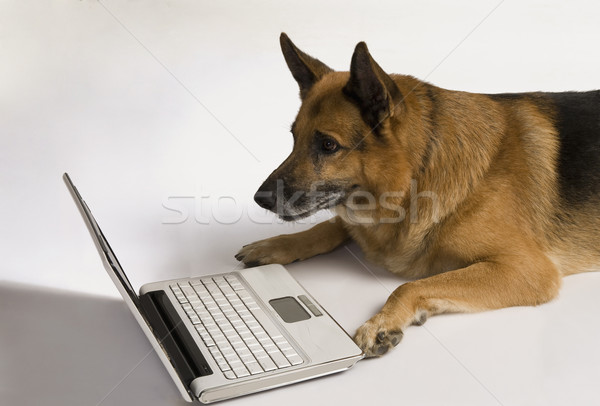 Stok fotoğraf: çoban · köpek · dizüstü · bilgisayar · kullanıyorsanız · dizüstü · bilgisayar · iletişim · Evcil