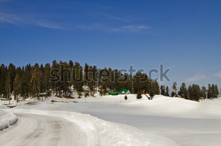 Trees on a snow covered landscape, Kashmir, Jammu And Kashmir, I Stock photo © imagedb