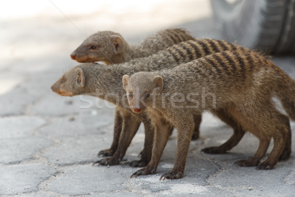 Banded Mongoose - Etosha Safari Park in Namibia Stock photo © imagex
