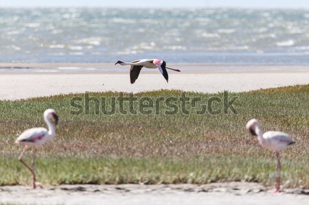 Flamingo Namibya kuş su okyanus beyaz Stok fotoğraf © imagex