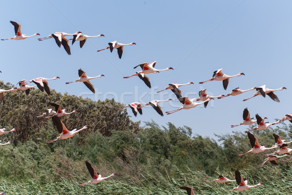 Flamingo Flying - Namibia Stock photo © imagex