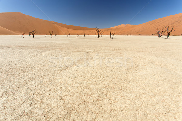 мертвых Намибия пустыне Африка земле путешествия Сток-фото © imagex