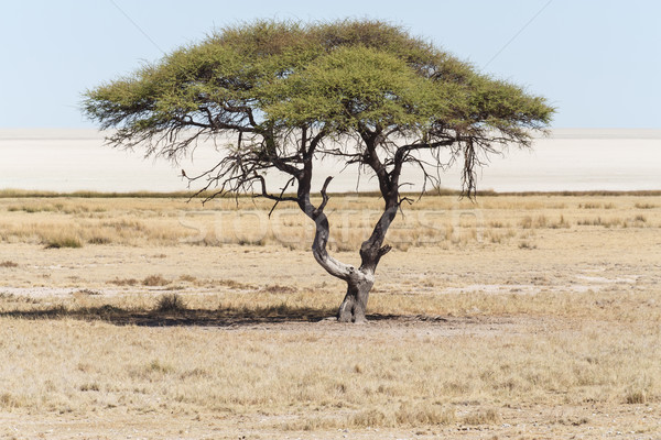 Etosha Safari Park in Namibia Stock photo © imagex