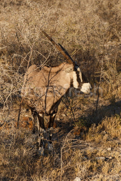 Oryx - Etosha Safari Park in Namibia Stock photo © imagex