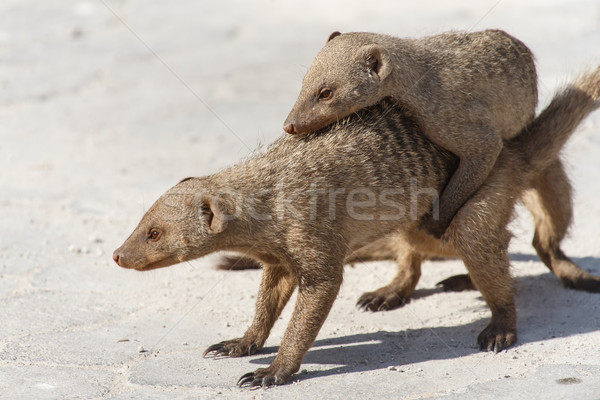 Banded Mongoose - Etosha Safari Park in Namibia Stock photo © imagex