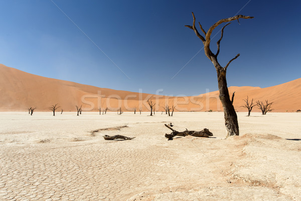 Dead Vlei - Sossusvlei, Namibia Stock photo © imagex