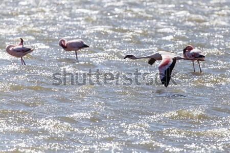 Flamingo Flying - Namibia Stock photo © imagex