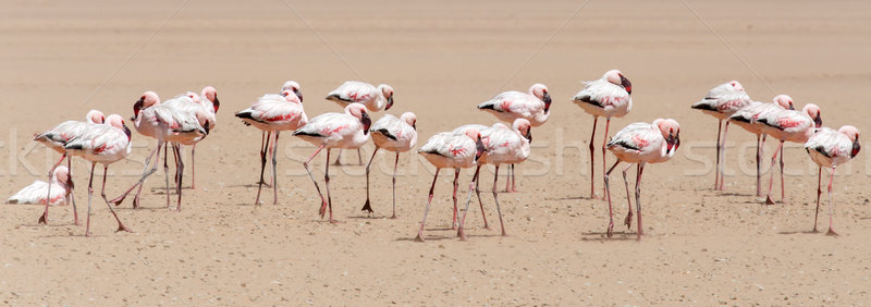 Flamingo - Namibia Stock photo © imagex