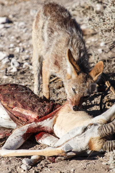 Jackal Eating Springbok - Etosha Safari Park in Namibia Stock photo © imagex