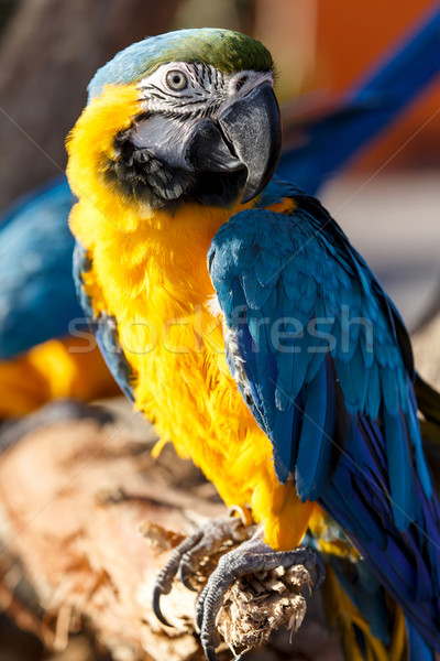 Blue and Yellow Macaw (Ara ararauna) Stock photo © imagex