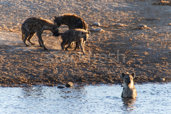 Hyena at Water Hole - Etosha Safari Park in Namibia Stock photo © imagex