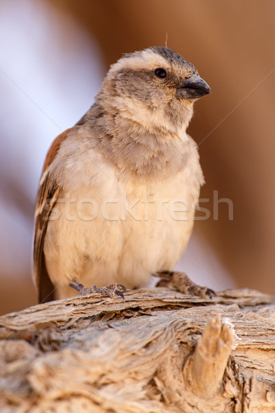 Female Sociable Weaver Bird, Namibia Stock photo © imagex