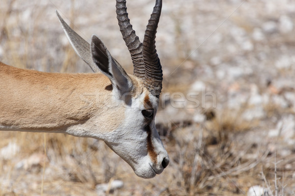 Stok fotoğraf: Safari · park · Namibya · doğa · seyahat · et