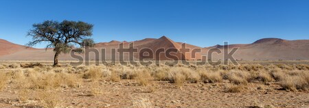 Namibia pustyni Afryki niebo krajobraz niebieski Zdjęcia stock © imagex