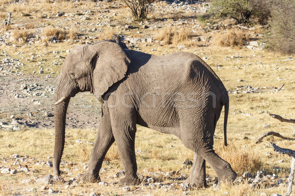 Elephant - Etosha Safari Park in Namibia Stock photo © imagex