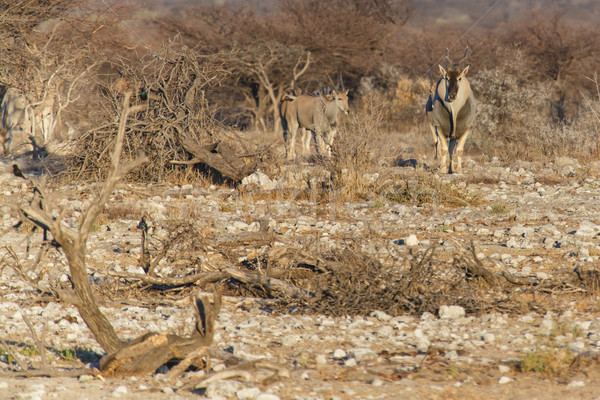 Stok fotoğraf: Safari · park · Namibya · dev · aile · doğa