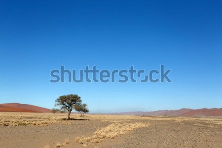 Sossusvlei, Namibia Stock photo © imagex