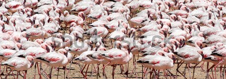 Flamingo - Namibia Stock photo © imagex