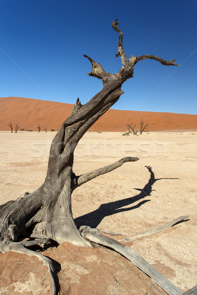 Dead Vlei - Sossusvlei, Namibia Stock photo © imagex