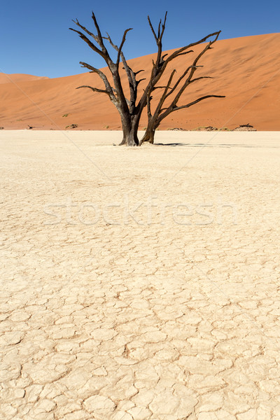 мертвых Намибия пустыне Африка небе земле Сток-фото © imagex
