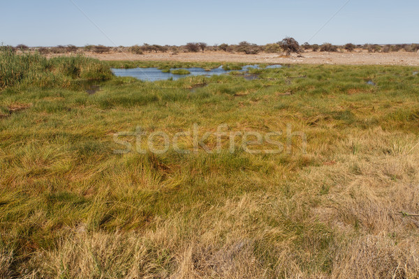 Etosha Safari Park in Namibia Stock photo © imagex